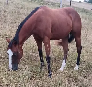 GR Chics Gotta Spark, 2 Year Old Bay Quarter Horse Filly for Sale, photo 2 of 5