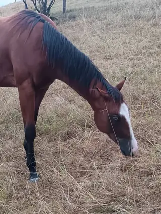 GR Chics Gotta Spark, 2 Year Old Bay Quarter Horse Filly for Sale, photo 3 of 5