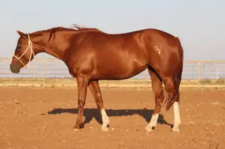 Sorrel Quarter Horse Mare, 8 Year Old Sorrel Quarter Horse Mare for Sale in Rogers, NM