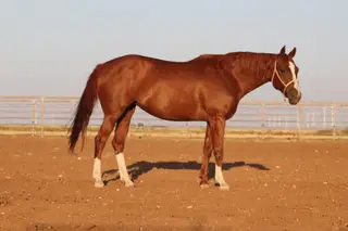 Sorrel Quarter Horse Mare, 8 Year Old Sorrel Quarter Horse Mare for Sale in Rogers, NM, photo 2 of 5