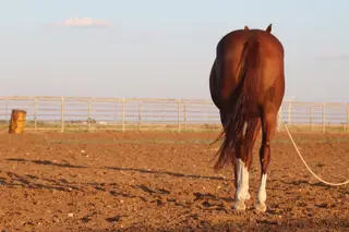 Sorrel Quarter Horse Mare, 8 Year Old Sorrel Quarter Horse Mare for Sale in Rogers, NM, photo 3 of 5