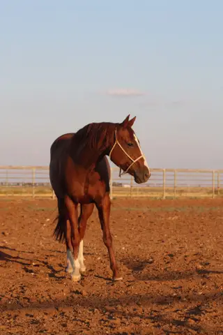 Sorrel Quarter Horse Mare, 8 Year Old Sorrel Quarter Horse Mare for Sale in Rogers, NM, photo 4 of 5