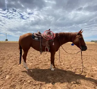 Sorrel Quarter Horse Mare, 8 Year Old Sorrel Quarter Horse Mare for Sale in Rogers, NM, photo 5 of 5