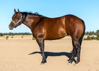 Easy Otie Whiz (Ki Otie)