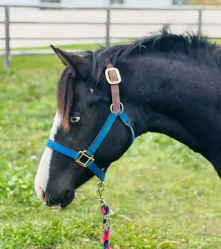 Gotta Be Dreaming, 1 Year Old Black Quarter Horse Filly for Sale in Cochrane, AB, photo 2 of 4