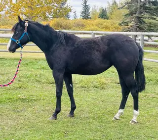 Gotta Be Dreaming, 1 Year Old Black Quarter Horse Filly for Sale in Cochrane, AB, photo 3 of 4