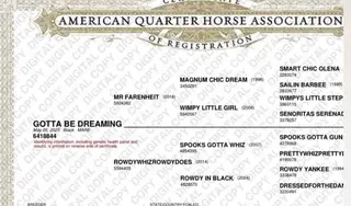 Gotta Be Dreaming, 1 Year Old Black Quarter Horse Filly for Sale in Cochrane, AB, photo 4 of 4