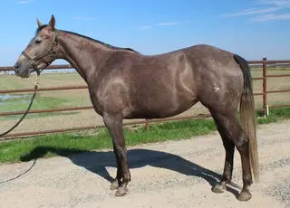 Rays from Heaven, 4 Year Old Grey Quarter Horse Mare for Sale in Mariposa, CA