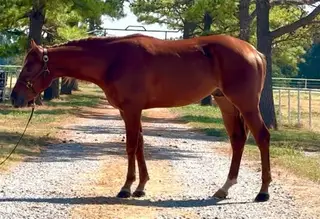 Colt by Spooks Gotta Spark, 2 Year Old Sorrel Quarter Horse Colt for Sale in Lexington, OK