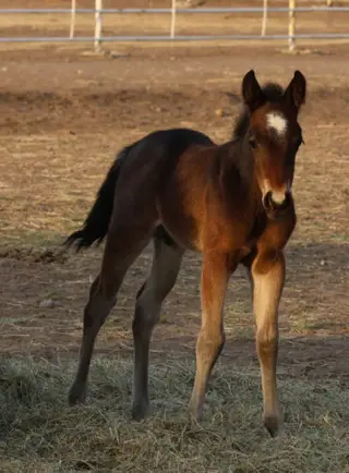 Colt by Fiddle And Steel