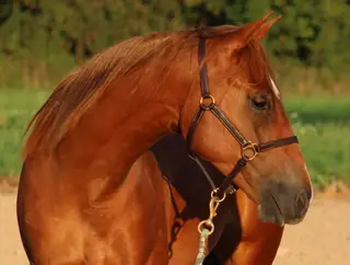My Kind of Nite, 1 Year Old Sorrel Quarter Horse Filly for Sale