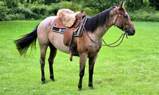 Oaks Peppy Petunia (Sable), 3 Year Old Bay Quarter Horse Mare for Sale in Davisburg, MI