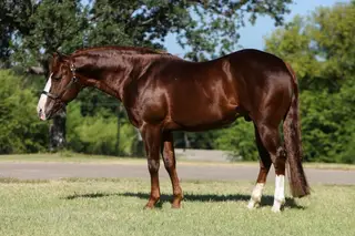 El Senor Red, 14 Year Old Sorrel Quarter Horse Stallion for Sale in Corsica, SD, photo 2 of 5
