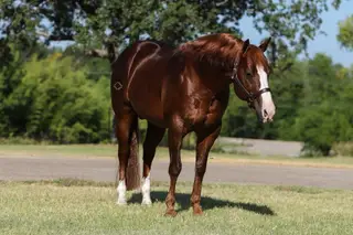 El Senor Red, 14 Year Old Sorrel Quarter Horse Stallion for Sale in Corsica, SD, photo 3 of 5