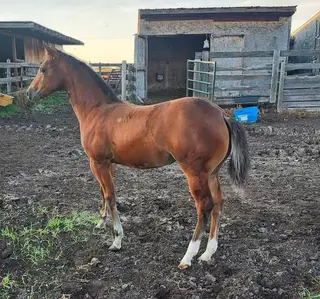 LNTS Sweet Twist (Sugar), Foal Bay Quarter Horse Filly for Sale in Radway, AB