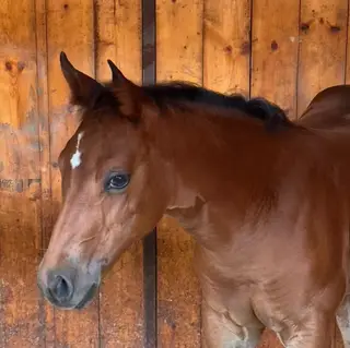 LNTS Sweet Twist (Sugar), Foal Bay Quarter Horse Filly for Sale in Radway, AB, photo 2 of 5