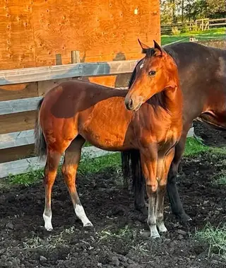 LNTS Sweet Twist (Sugar), Foal Bay Quarter Horse Filly for Sale in Radway, AB, photo 3 of 5