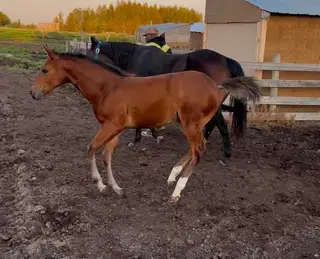 LNTS Sweet Twist (Sugar), Foal Bay Quarter Horse Filly for Sale in Radway, AB, photo 4 of 5