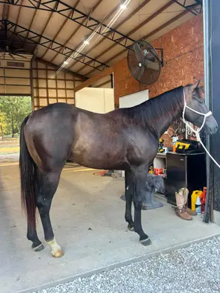Looseslilтwister, 2 Year Old Bay Quarter Horse Colt for Sale in Galena, KS