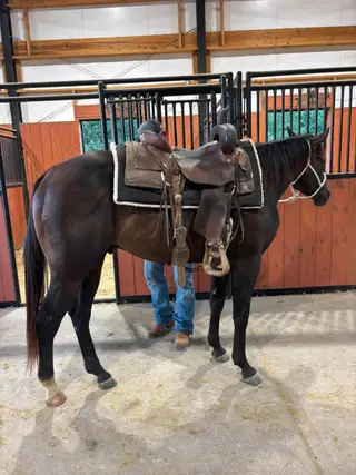 Looseslilтwister, 2 Year Old Bay Quarter Horse Colt for Sale in Galena, KS, photo 3 of 5