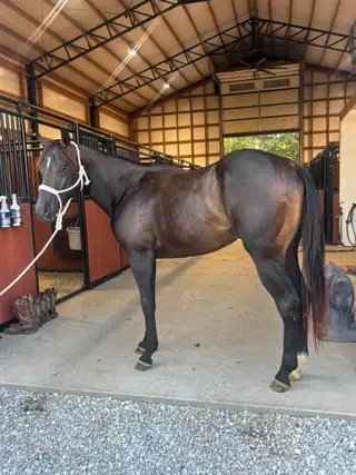 Looseslilтwister, 2 Year Old Bay Quarter Horse Colt for Sale in Galena, KS, photo 4 of 5