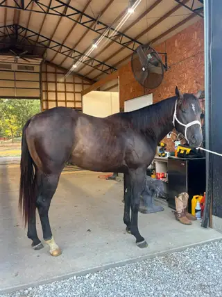 Looseslilтwister, 2 Year Old Bay Quarter Horse Colt for Sale in Galena, KS, photo 5 of 5