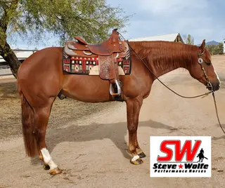Derby Delux, 11 Year Old Quarter Horse Gelding for Sale in AZ