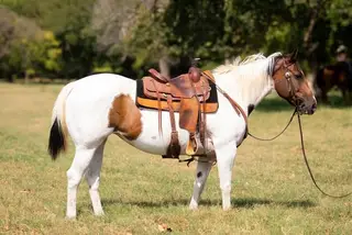 Laffy Taffy, 12 Year Old Paint Mare for Sale in Allen / Enid, OK