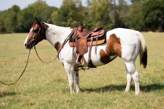 Laffy Taffy, 12 Year Old Paint Mare for Sale in Allen / Enid, OK, photo 3 of 5