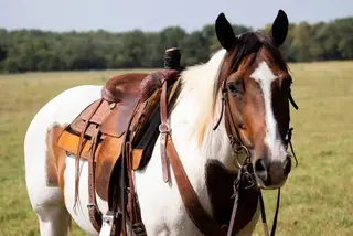 Laffy Taffy, 12 Year Old Paint Mare for Sale in Allen / Enid, OK, photo 4 of 5