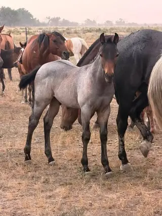 MDP Blued Shotgun, Foal Quarter Horse Colt for Sale in Newcastle, WY
