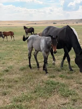 MDP Blued Shotgun, Foal Bay Roan Quarter Horse Colt for Sale in Newcastle, WY, photo 2 of 5