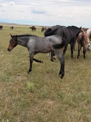 MDP Blued Shotgun, Foal Bay Roan Quarter Horse Colt for Sale in Newcastle, WY, photo 3 of 5