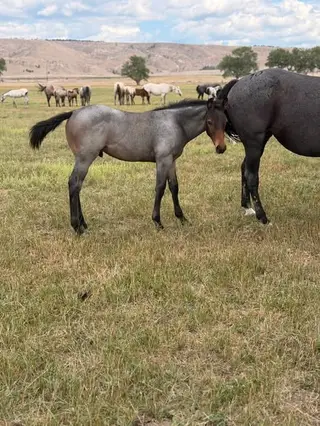 MDP Blued Shotgun, Foal Bay Roan Quarter Horse Colt for Sale in Newcastle, WY, photo 4 of 5