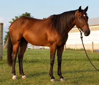 LC Ms Tweedy Dee, 13 Year Old Bay Quarter Horse Mare for Sale in West Lafayette, IN