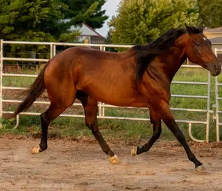 LC Ms Tweedy Dee, 13 Year Old Bay Quarter Horse Mare for Sale in West Lafayette, IN, photo 2 of 4