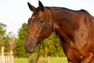 LC Ms Tweedy Dee, 13 Year Old Bay Quarter Horse Mare for Sale in West Lafayette, IN, photo 3 of 4