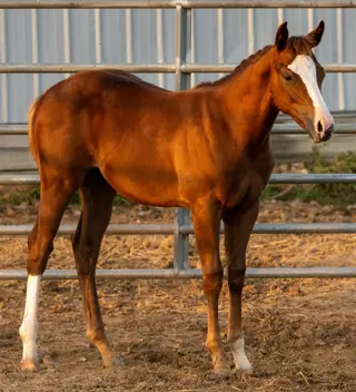 LC Ms Tweedy Dee, 13 Year Old Bay Quarter Horse Mare for Sale in West Lafayette, IN, photo 4 of 4