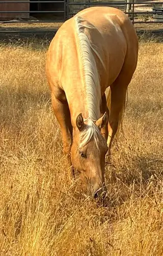 HollywoodSpecialNite aka Buffy, 3 Year Old Palomino Quarter Horse Filly for Sale in Spokane, WA, photo 2 of 5
