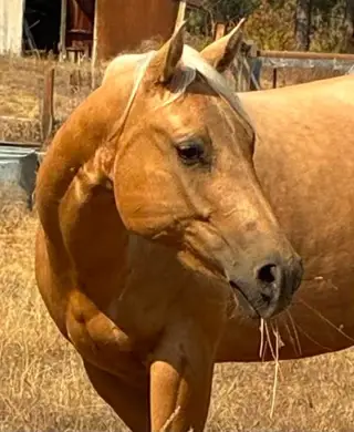 HollywoodSpecialNite aka Buffy, 3 Year Old Palomino Quarter Horse Filly for Sale in Spokane, WA, photo 3 of 5