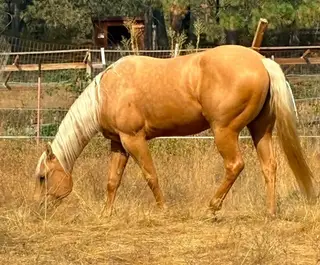 HollywoodSpecialNite aka Buffy, 3 Year Old Palomino Quarter Horse Filly for Sale in Spokane, WA, photo 4 of 5