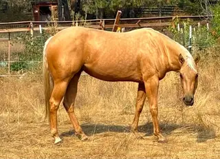 HollywoodSpecialNite aka Buffy, 3 Year Old Palomino Quarter Horse Filly for Sale in Spokane, WA, photo 5 of 5