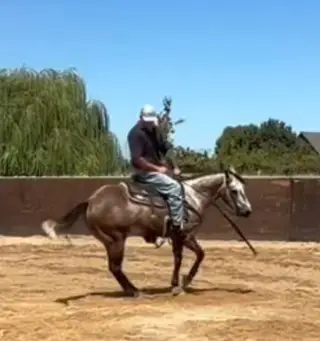 Armani, 5 Year Old Grulla Quarter Horse Gelding for Sale in Anderson, CA