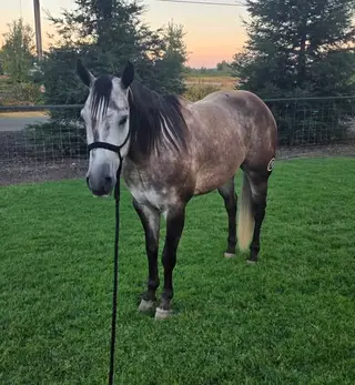 Armani, 5 Year Old Grulla Quarter Horse Gelding for Sale in Anderson, CA, photo 3 of 5