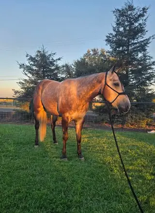 Armani, 5 Year Old Grulla Quarter Horse Gelding for Sale in Anderson, CA, photo 4 of 5
