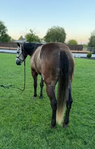 Armani, 5 Year Old Grulla Quarter Horse Gelding for Sale in Anderson, CA, photo 5 of 5