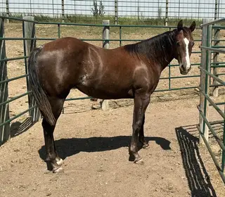 BCR Lynneas Stargun (Reba), 1 Year Old Brown Quarter Horse Filly for Sale in Sundance, WY