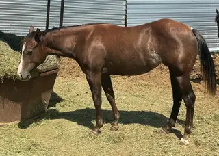 BCR Lynneas Stargun (Reba), 1 Year Old Brown Quarter Horse Filly for Sale in Sundance, WY, photo 2 of 5