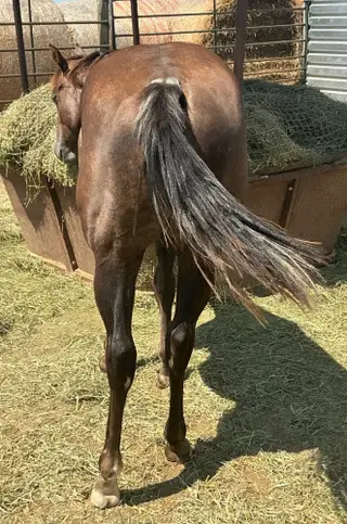 BCR Lynneas Stargun (Reba), 1 Year Old Brown Quarter Horse Filly for Sale in Sundance, WY, photo 3 of 5
