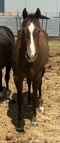 BCR Lynneas Stargun (Reba), 1 Year Old Brown Quarter Horse Filly for Sale in Sundance, WY, photo 4 of 5